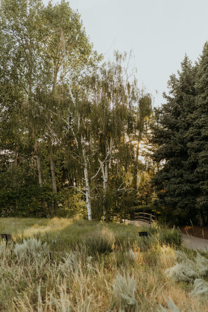 One of my favorite hidden scenic locations at the Denver Botanic Gardens Wedding Venue with towering trees filtering the harsh light